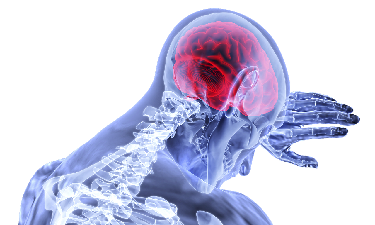 brain
